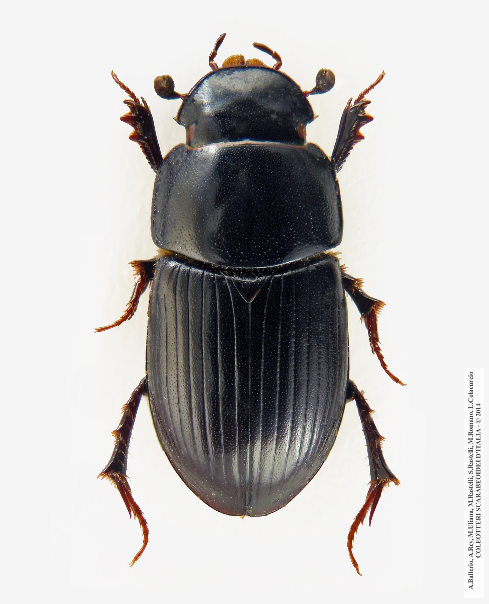 Acrossus depressus ab. atramentarius